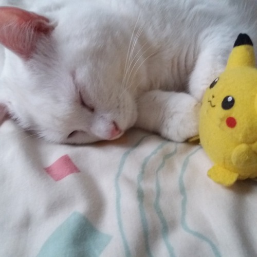my-cat-trastu: Pikachu is watching him sleep