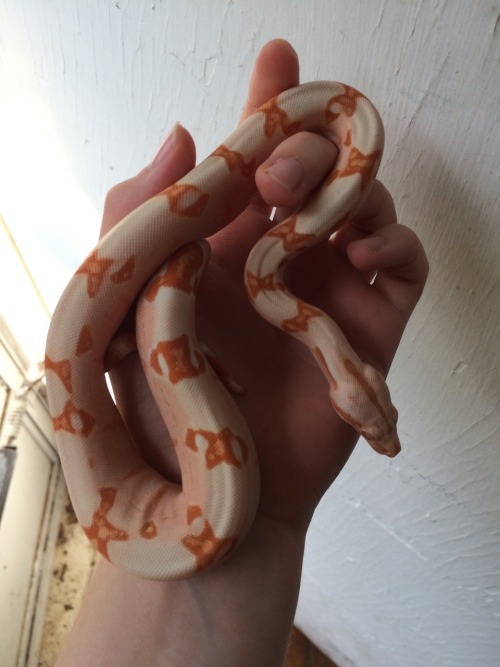 odorpatrol:She successfully took her first meal with me a few days ago, so I went ahead and got a fe