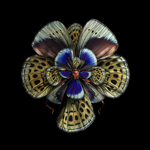 classicalbombshell: jedavu: Blooms of Insect Wings Created by Photographer Seb Janiak @asteria-of-ma