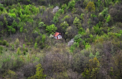 te5seract - House amid Forest in SummerHouse amid Forest in...