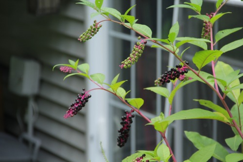 9.13.16 - American Pokeweed / American Nightshade 