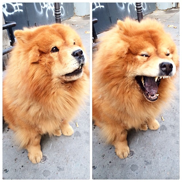 I tried to pet him and he goes “RaWr” (“\(O_o)/”) #puppy #chowchow #dog #cute #lion #paris #yawn #instagood (at Paris, France)