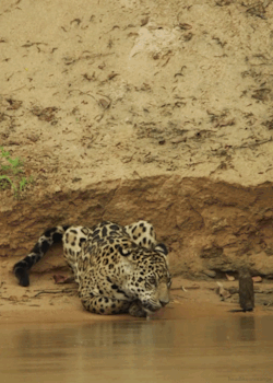 headlikeanorange:  Jaguar (Wild Brazil - BBC) 