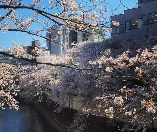 ⛳️1228. 神田川の桜並木➡︎ホテル椿山荘庭園➡︎肥後細川庭園➡︎大隈庭園 Kandagawa River⇨Hotel Chinzanso Tokyo⇨Higo Hosokawa Garden⇨O