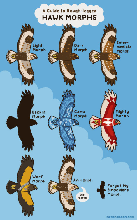 atopfourthwall:birdandmoon:Hawk morphs. Many bird species - and some other animals - come in several