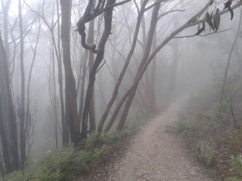 plantf0x: mount loftey summit, august