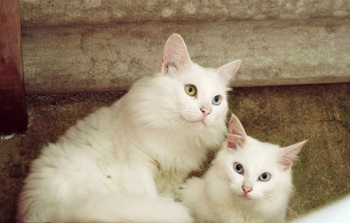 Sadaharu e Molly by .: Rebecca Jacob on Flickr.