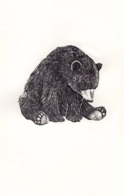 seany-av:  This bear seems depressd . 