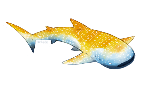 Aroace Whaleshark