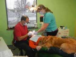 buzzfeed:  This dentist brings his dog to work to help calm the nerves of the children who come in and it is literally the cutest thing in the whole world. 