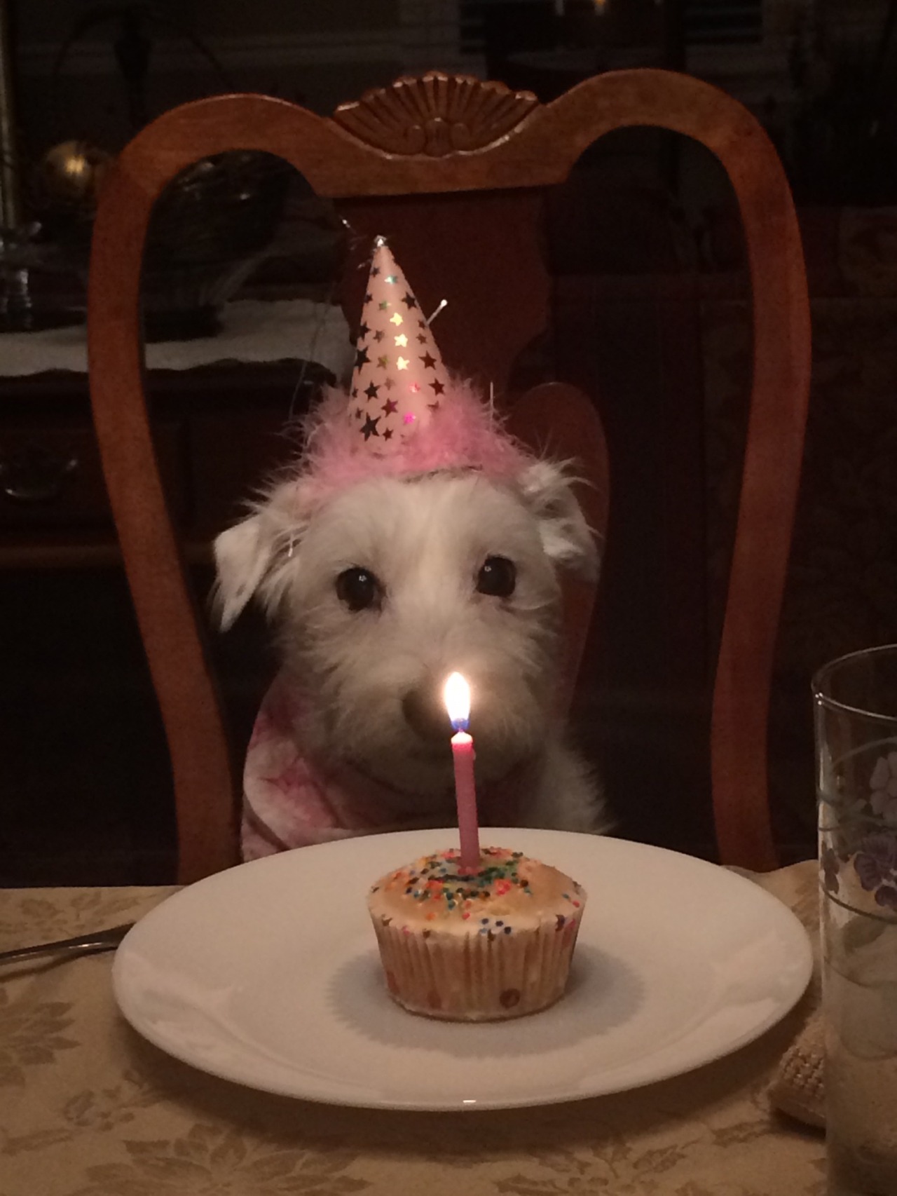 awwww-cute:  She turned 10 today. (Source: http://ift.tt/22D6uVU)