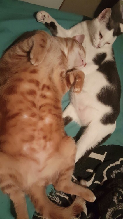 not that long ago he could curl up in front of her while she&rsquo;d wrap jer paws around him. N