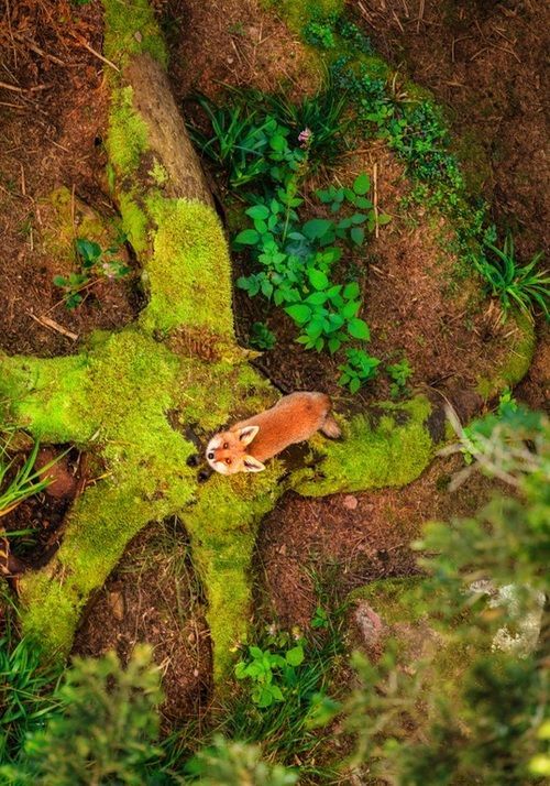 earthlynation:  Fox