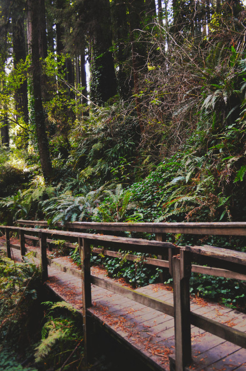 megarah-moon: Sequoia Park- Eureka, California (10/12/2019)♡ Prints and more at my Society6  ♡I