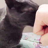 haeface:  Heebum knows who his master is. 