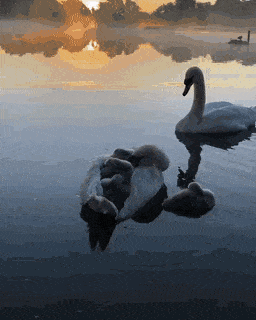 blondebrainpower:  Swans