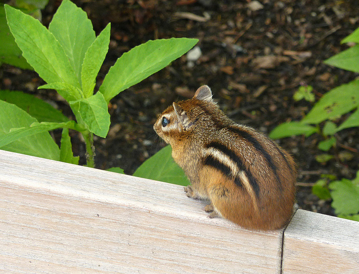 Staring-into-space, “dang but it feels good outside” GPOY. —MN
(Photo by our pal wundoroo.)