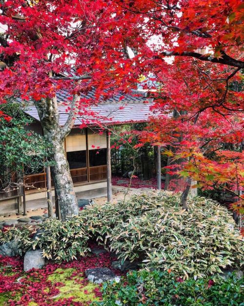 妙心寺 大法院庭園 [ 京都市右京区 ] ② Myoshinji Daihoin Temple Garden, Kyoto ーー世界的ロックバンド・U2のボノもお忍びで訪れて眺めた…紅葉の美