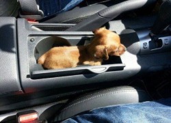 awwww-cute:  Pup holder 