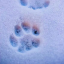 snowgaleconstellation