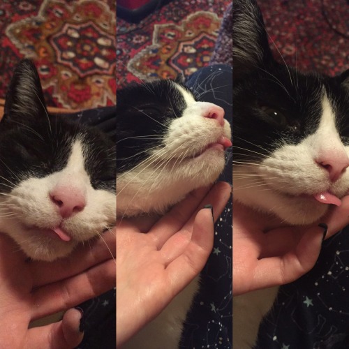 He’s a triple blep(submitted by @hellorhightides)