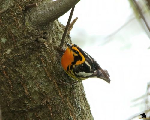 Blackburnian WarblerI actually photographed one for the 1st time at Mount Auburn Cemetery last yea