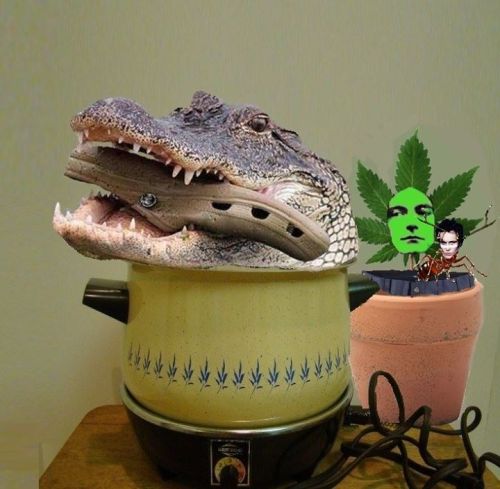 Porn photo   Croc in a croc in a crock pot next to a