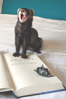 the-book-ferret:   This one. I like this