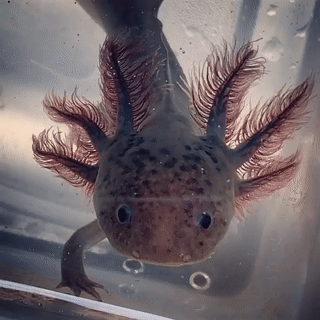 Snakes Stims Black And Wild Type Axolotls 1 2 3 4 5 6