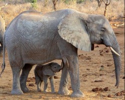 prettypachyderms:Under mommy’s protection.