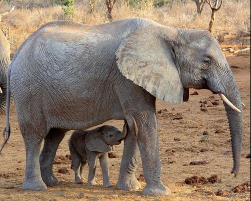 prettypachyderms:Under mommy’s protection. 😍🐘