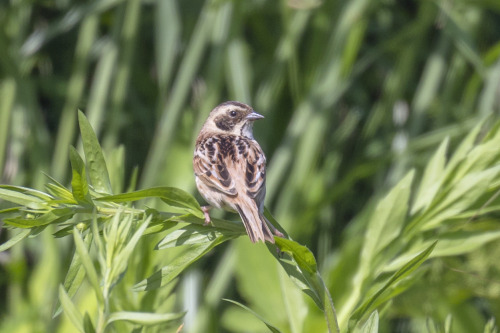 コジュリン（Japanese Reed Bunting）