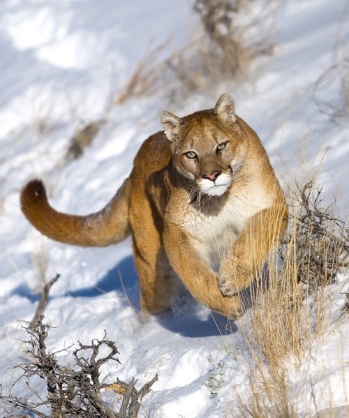 Puma by © suhaderbent