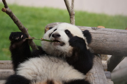 giantpandaphotos:  Yuhin at Adventure World in Wakayama, Japan, on May 31, 2013. © Kuromimi64. 