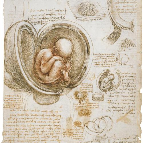 The Fetus in the Womb - Leonardo da Vinci (1511)