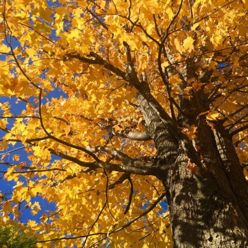 fernandfungi: How to identify maples in the fall: Norway maple (pictures) remains steadily gold, but