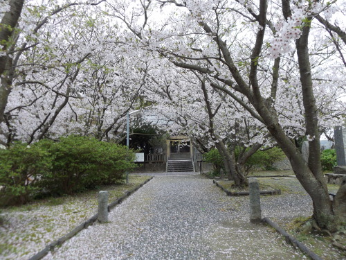 Sakura at a shrine