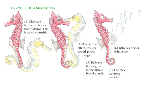 designinbiology:  The Amazing Sea Horse Life Cycle by Tammy Carter Bronson