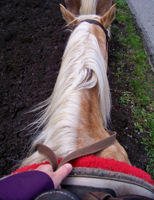 Oh the sweet memories.Horseback-riding trip in the Canadian Rockies, Alberta, Sept. 2014