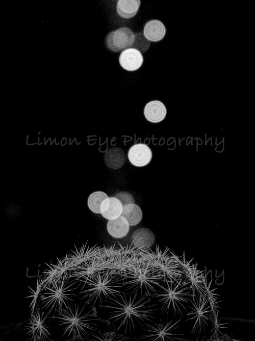 Cactus with bokeh effect - HDR black and white Photography is copyrighted and remains with the photo