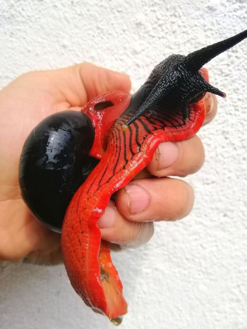 Malaysian Fire Snail (Platymma Tweediei), Family Chronidae, Found In 2 Montane Forests Of Malaysia