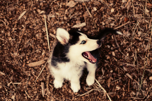 dogs-forever-and-always:  Husky