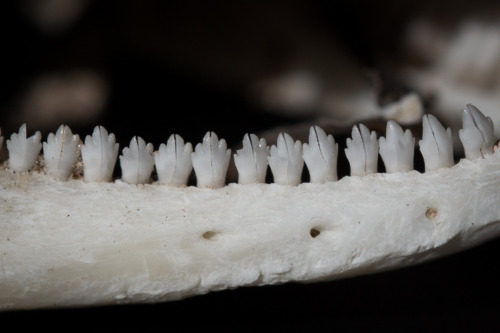 zacharycava: Common Chuckwalla (Sauromalus ater) skull I found by a woodrat midden the oth