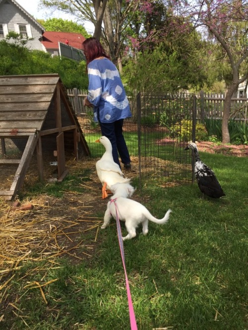 Darcy and Lizzy and their new puppy, Kiku! (No worries, Kiku is less interested in the ducks than th