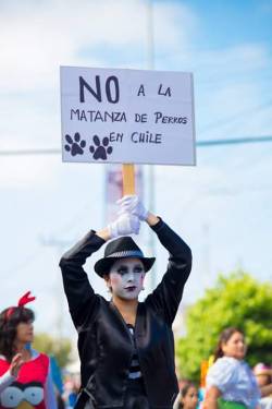 te-amo-a-ti-y-amo-a-todas:  ¡No a la matanza de perros en Chile! Foto tomada en el Carnaval de San Antonio. Reblog 