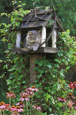 cybergata:  Cat waiting for birds by irecyclart