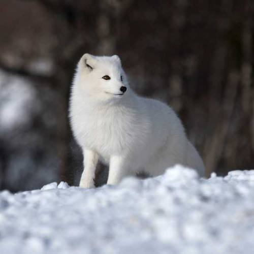 everythingfox: Marshmallow playing in some powdered sugar. Serious BusinessPhoto by Leif Arne Evense