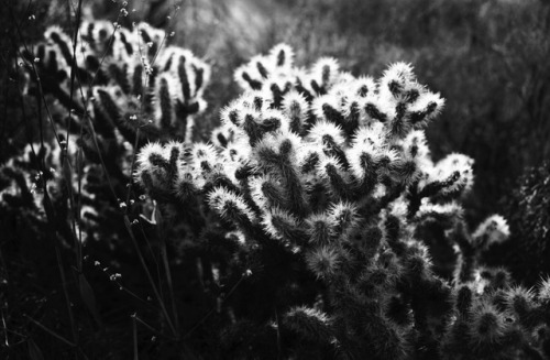 Cholla cactus. Joshua Tree, California. December, 2017.