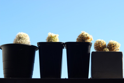 Mammillaria carmenaeマミラリア カルメナエ