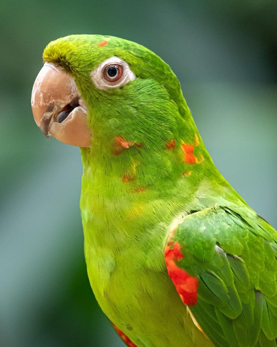 White-eyed Parakeet